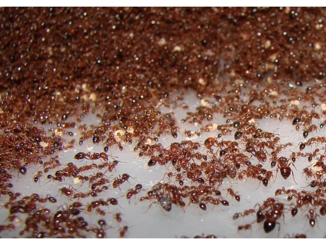 Уничтожение муравьев в Саратове